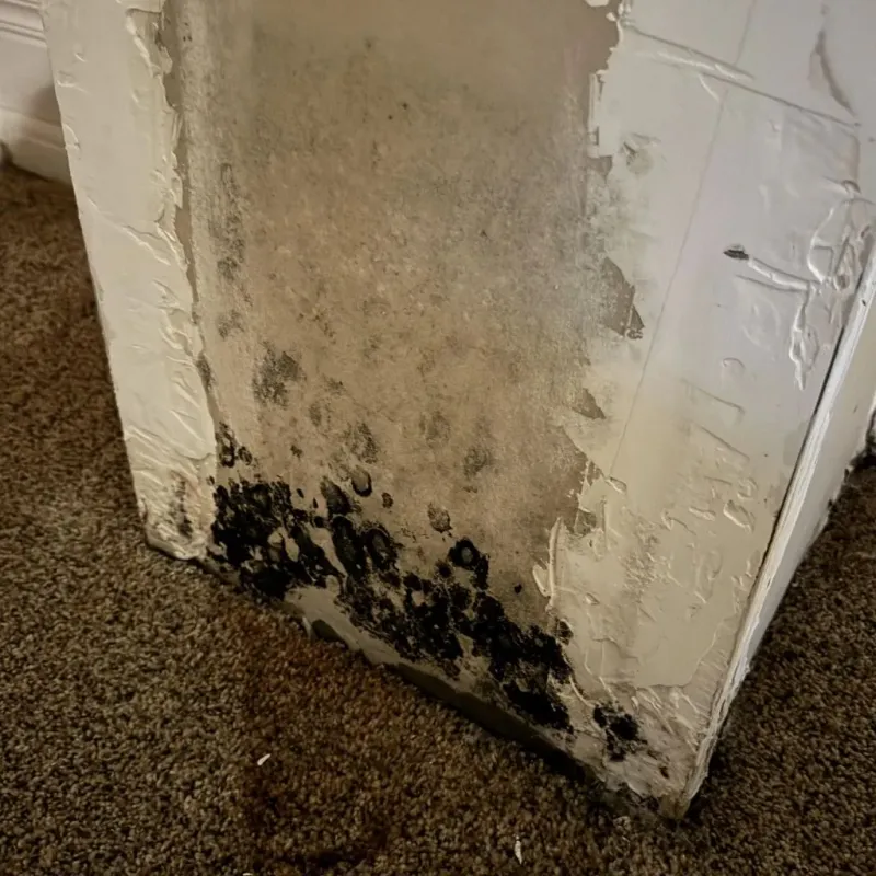 Professional Mold Removal in Saint Landry Parish, LA